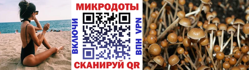 наркотики  Кологрив  Псилоцибиновые грибы Cubensis 